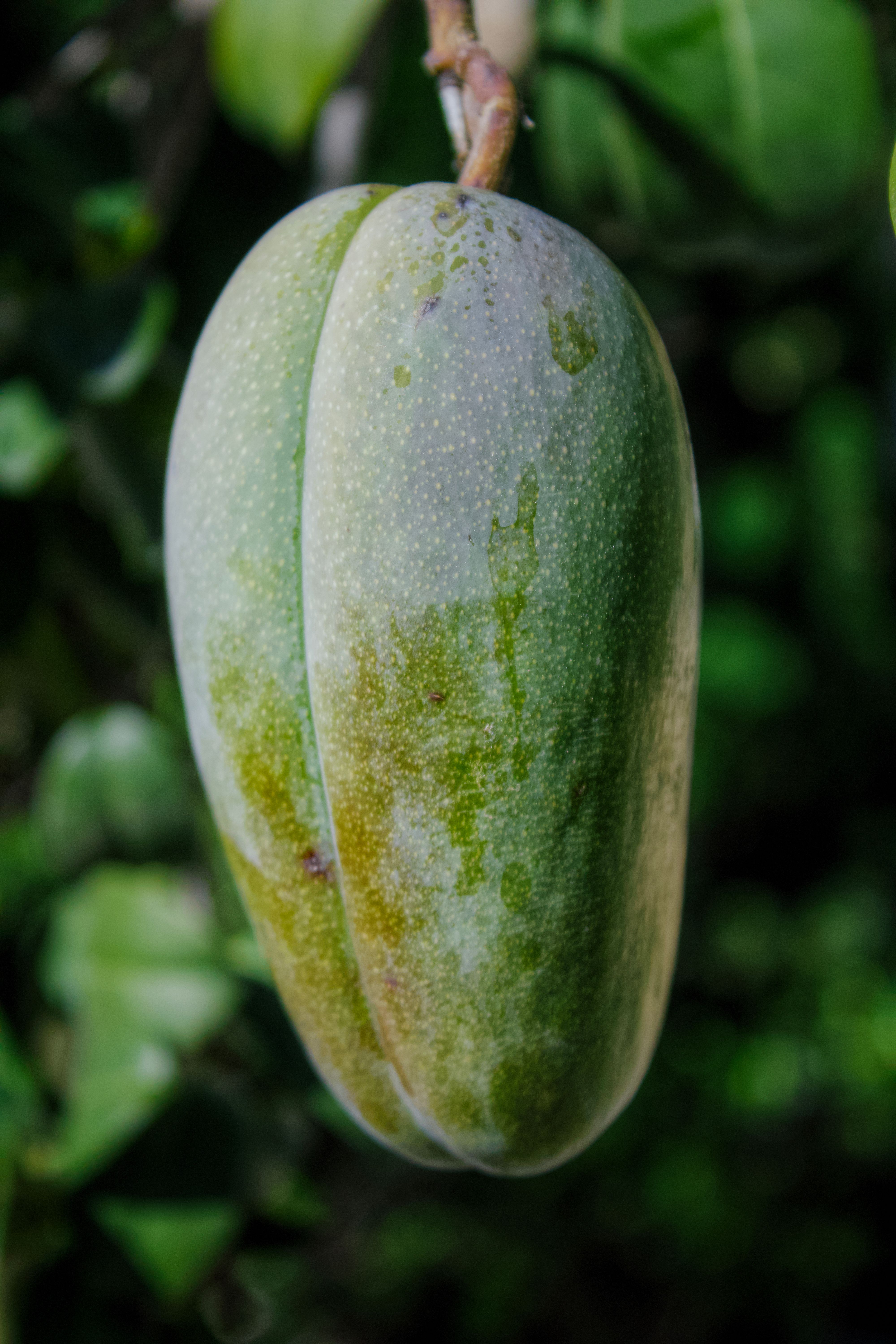 Huile de Baobab