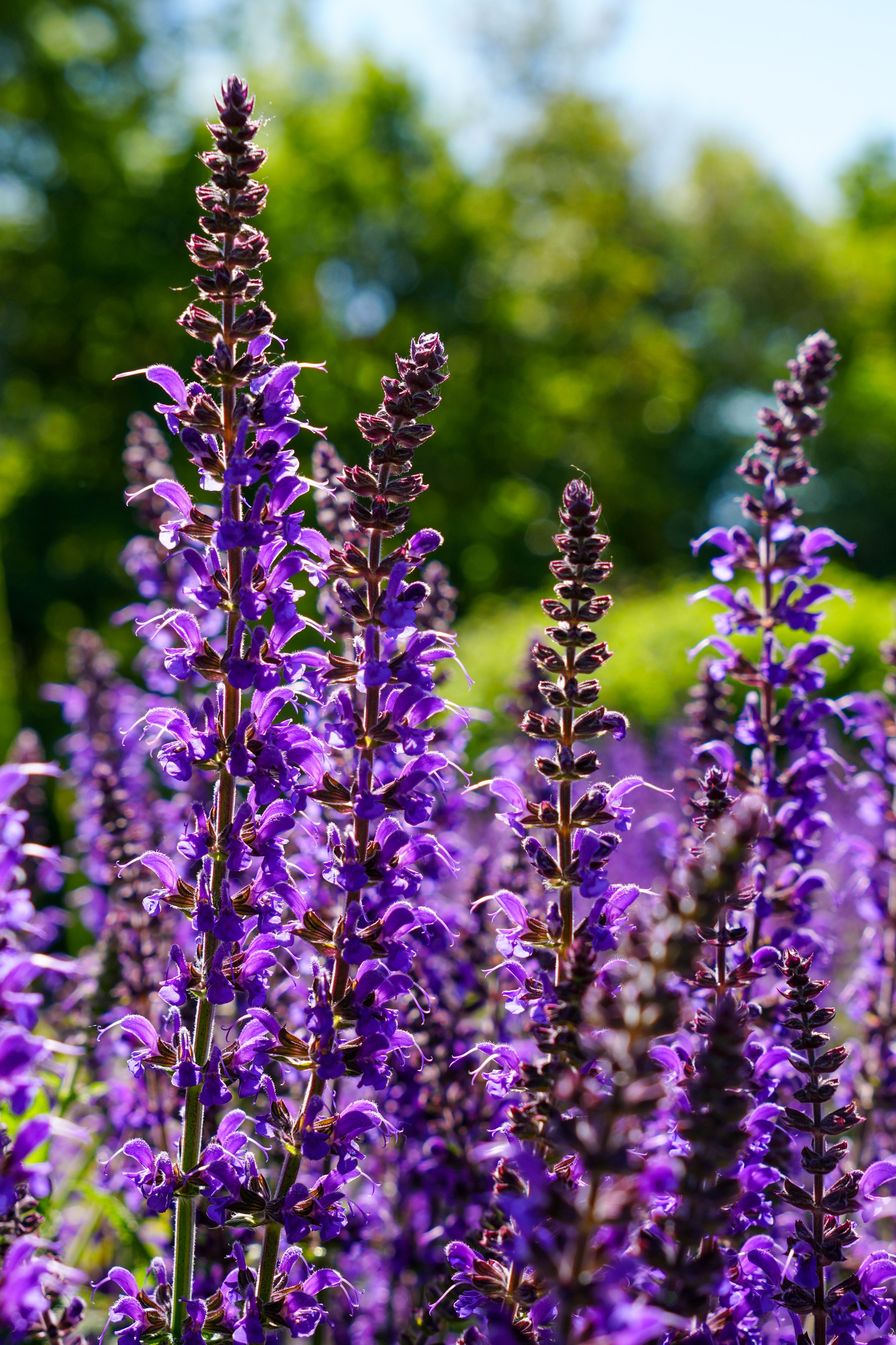 Huile Ess. de Patchouli